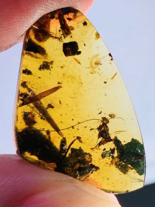 1.  46g Unknown Bug&leaf Burmite Myanmar Burmese Amber Insect Fossil Dinosaur Age