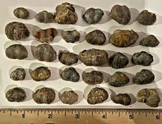 Texas Fossil Bivalves Marginifera Sp.  Pennsylvanian Trilobite Age 2 Per Purchase
