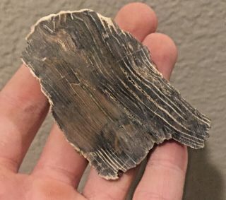 Texas Fossil Petrified Wood Polished Fossil 1.  9 Oz Plant Tree Collectible