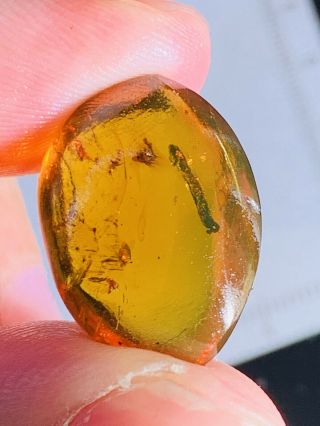 1.  38g Fly&unknown Item Burmite Myanmar Burmese Amber Insect Fossil Dinosaur Age