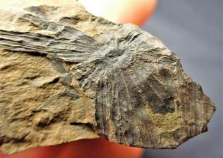 Detailed Carboniferous Annularia Plant Fossil Writhlington Uk Plants Minerals