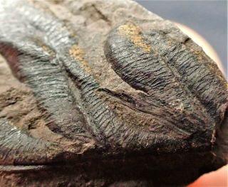 Detailed Carboniferous Tree Fern Plant Fossil Writhlington Uk Plants Minerals