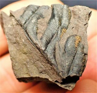 Detailed Carboniferous tree fern plant fossil Writhlington UK plants minerals 2