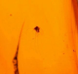 Biting Sand Fly With Long Legs,  Psocopteran In Burmite Amber Fossil Dinosaur Age