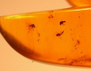 6 Flies In Burmite Burmese Amber Fossil Gemstone Dinosaur Age Cretaceous Period
