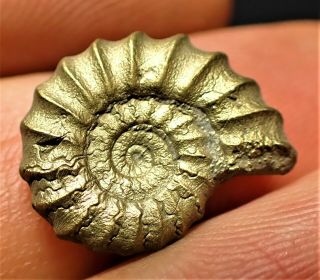 Stunning Golden Promicroceras 17 Mm Jurassic Pyrite Ammonite Fossil Uk Gold Rock