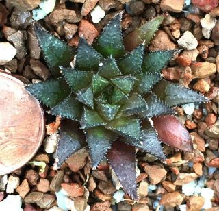 Succulent Plant - - Haworthia Magnifica Maraisii,  N Drew - - Dark Mini