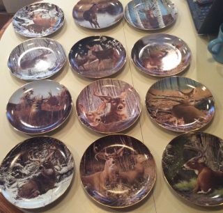 Danbury Pride Of The Wilderness Deer / Stag Decorative Plate - You Choose
